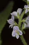 Common gypsyweed